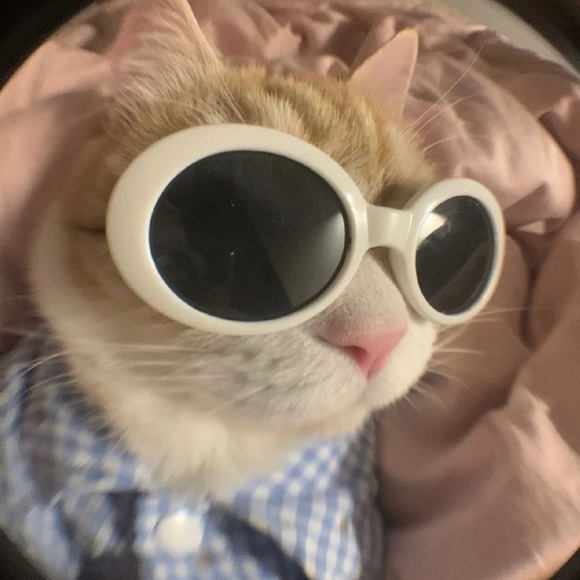 purrpect_pieces